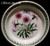 Portmeirion - Botanic Garden - Salad Plate ~ Treasure Flower