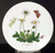 Portmeirion Botanic Garden Trivet - Daisy, 6" Round