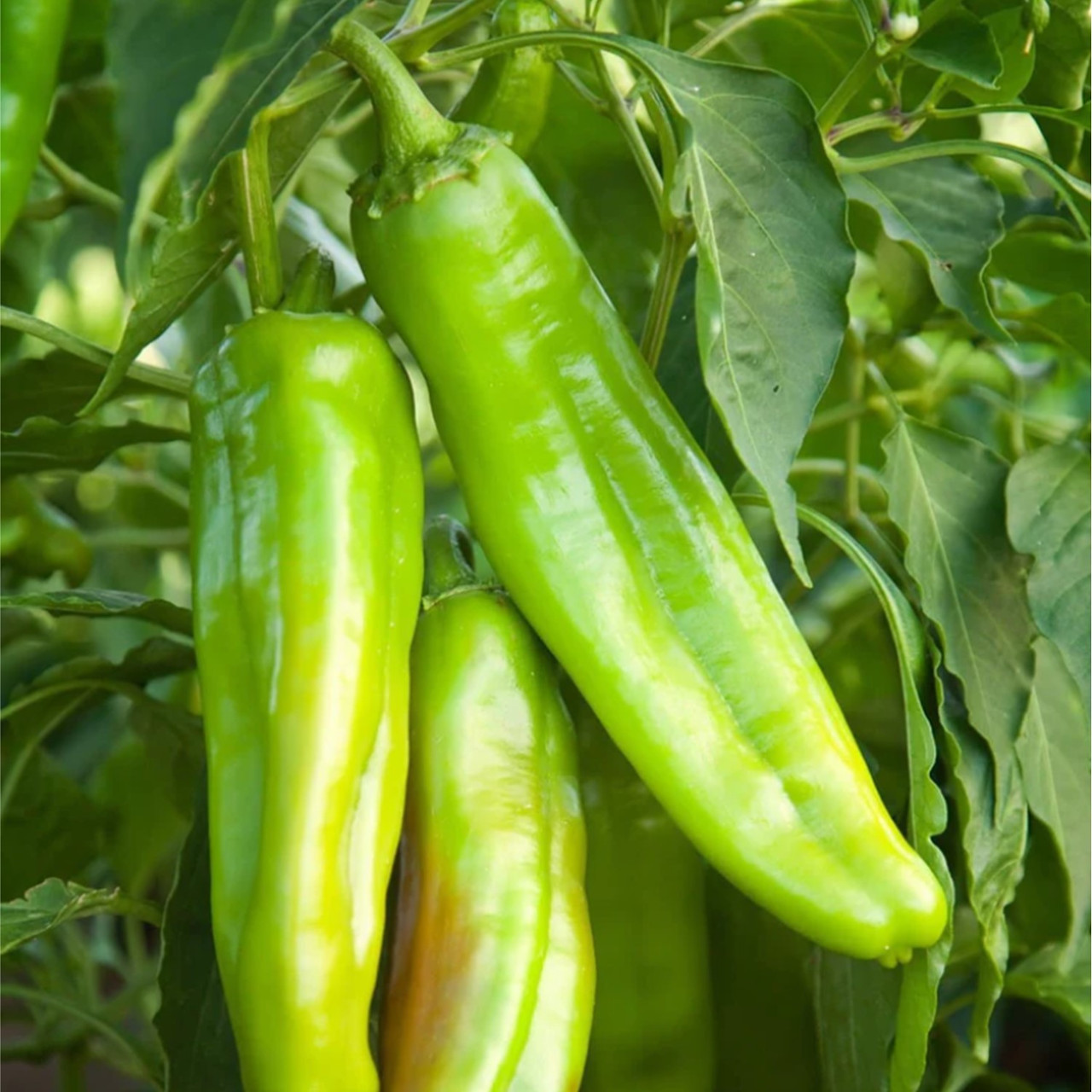 Lumbre Chile Pepper Plant Hatch Chile Plants