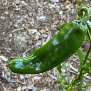 Sandia Chile Pepper | Hatch Chile Plants Sandia Chile Pepper | Hatch Chile Plants
