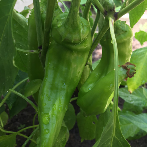NuMex Heritage 6-4 Chile Pepper | Hatch Chile Plants