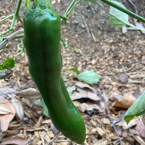 NuMex Joe E. Parker Chile Pepper | Hatch Chile Plants