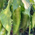 New Mexico Big Jim Chile Pepper | Hatch Chile Plants