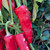 Lumbre Chile Pepper | Hatch Chile Plants