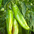 Lumbre Chile Pepper | Hatch Chile Plants