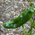 Sandia Chile Pepper | Hatch Chile Plants