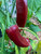 NuMex Joe E. Parker Chile Pepper | Hatch Chile Plants