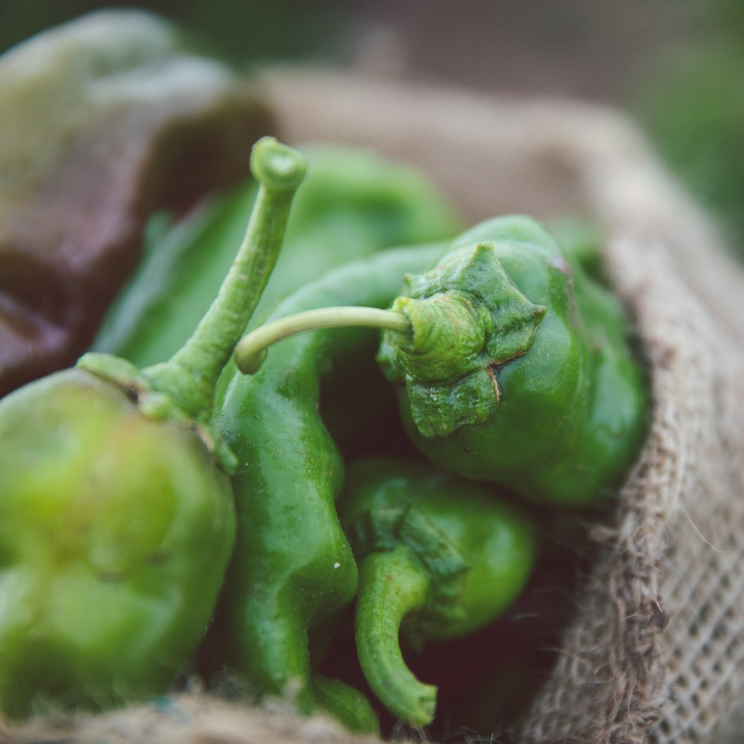 close-up-of-hatch-green-chiles-in-a-sack.jpg