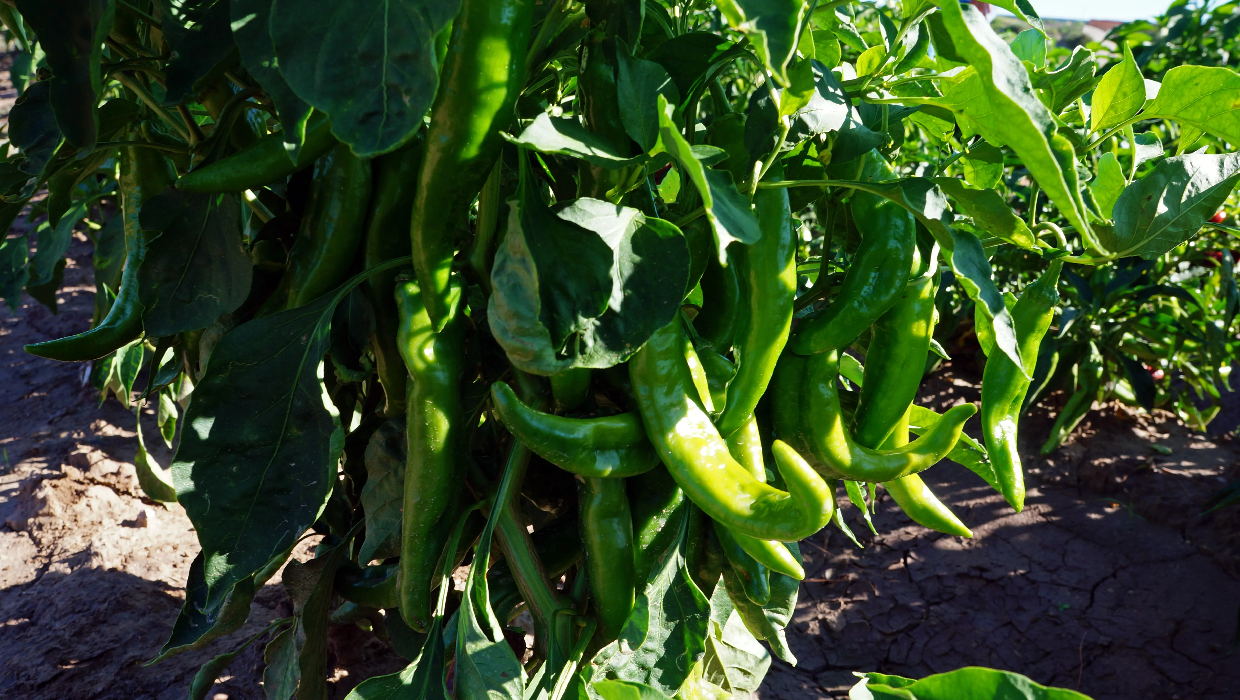 growing-hatch-chile-1-.png