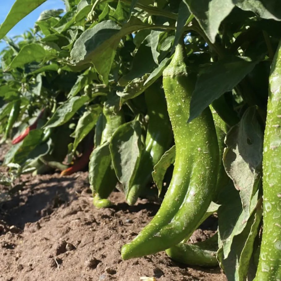 hatch-green-chile-pepper-farm-field.jpg