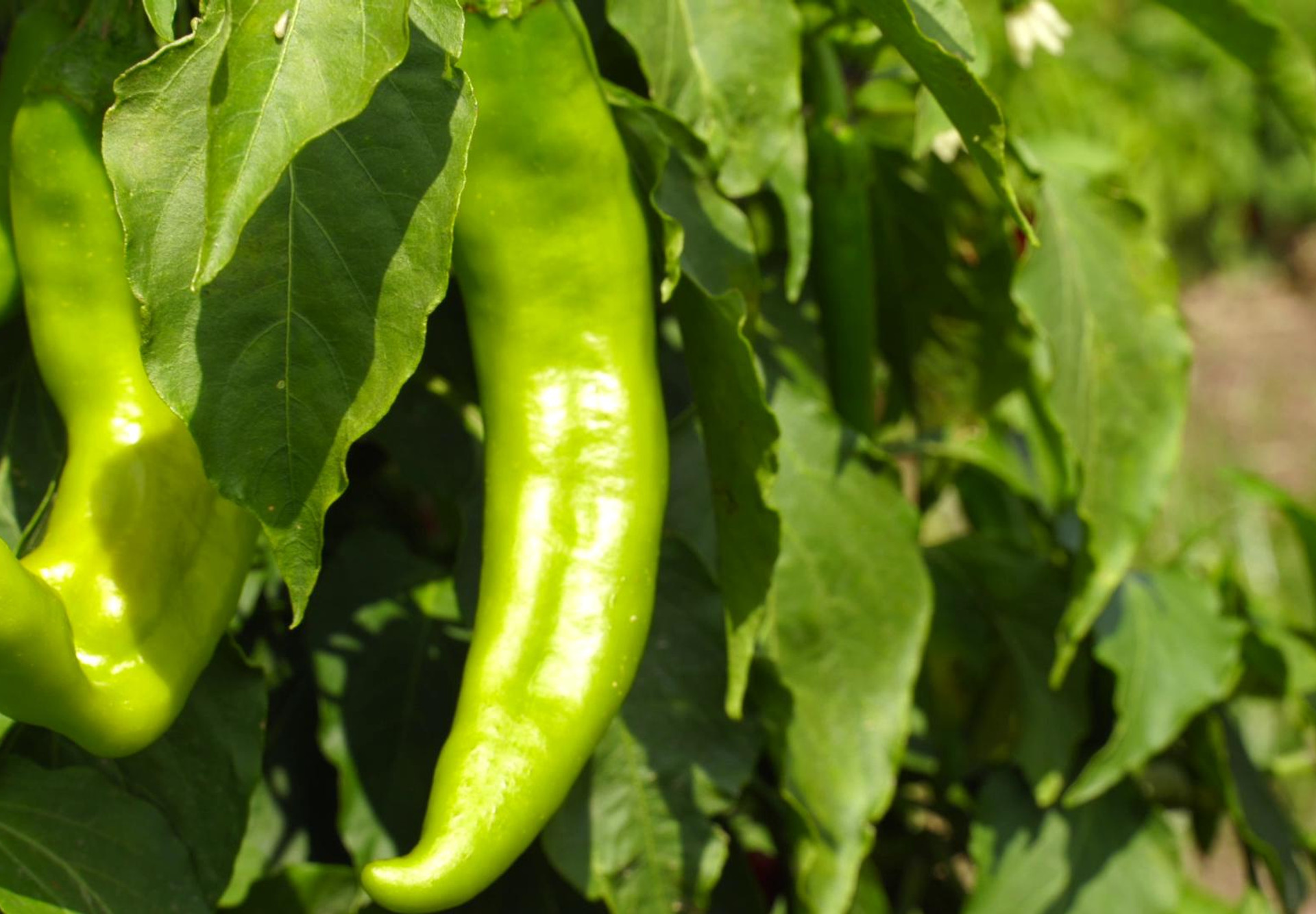 hatch-green-chile-pepper.jpg
