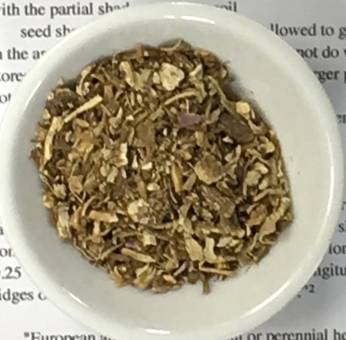 angelica root