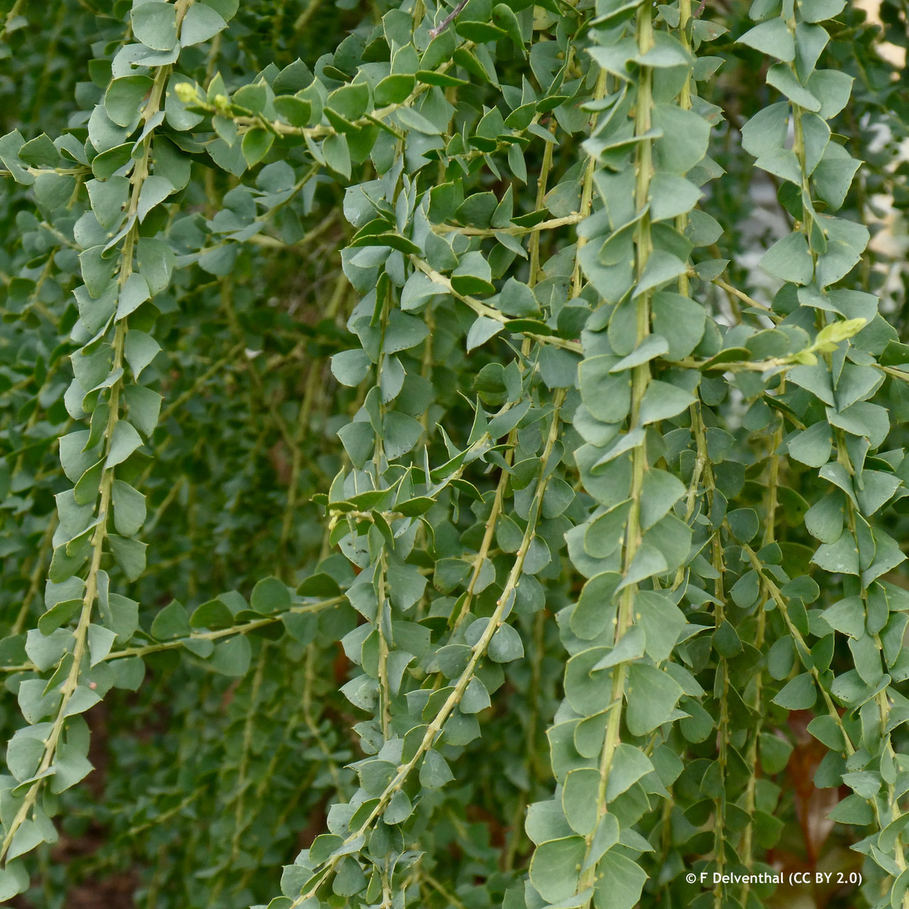 Acacia pravissima 'Lemon Twist' 2ltr Bunkers Hill Plant Nursery