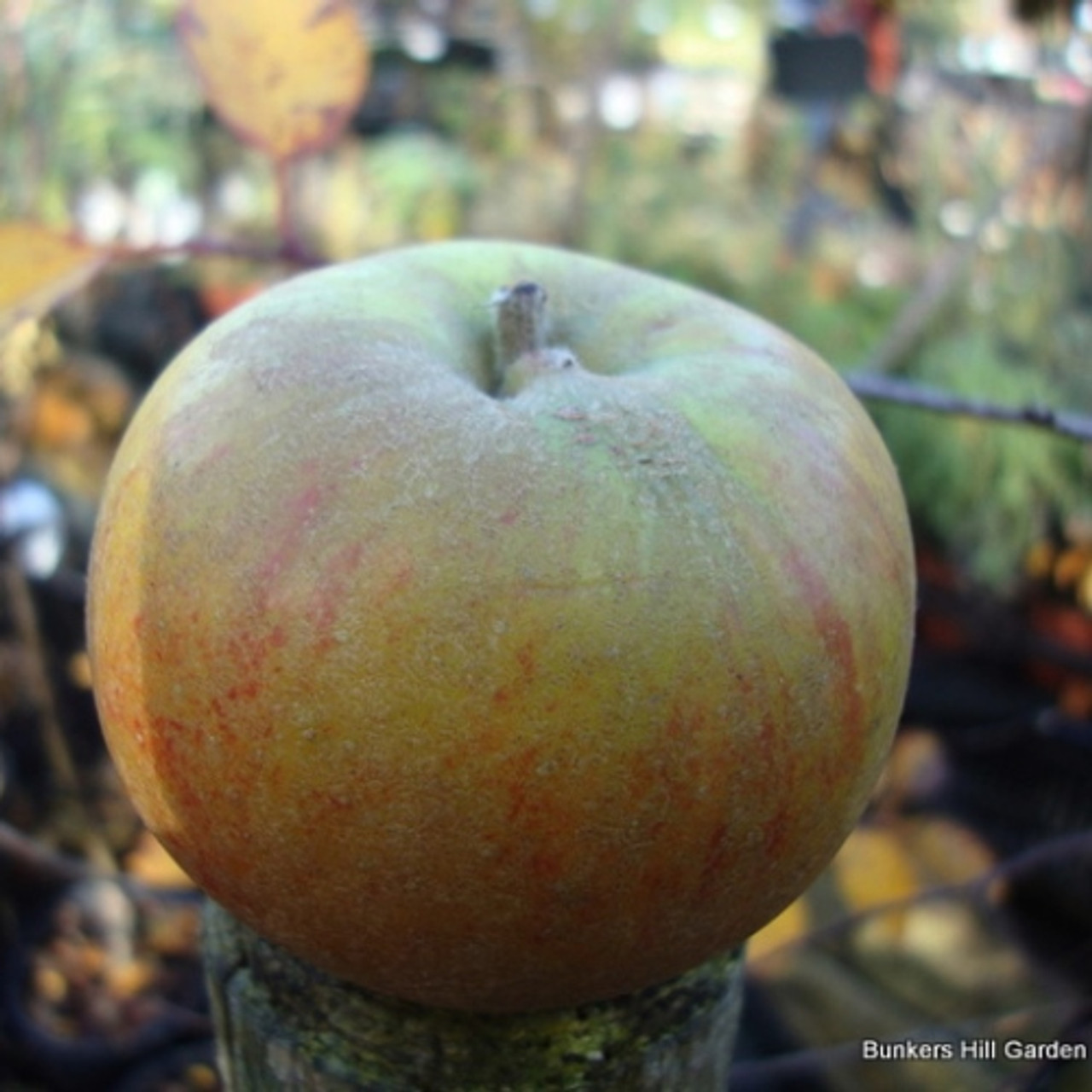 Apple Egremont Russet 2yr Dwarf Apple Tree On M27 Rootstock Bunkers