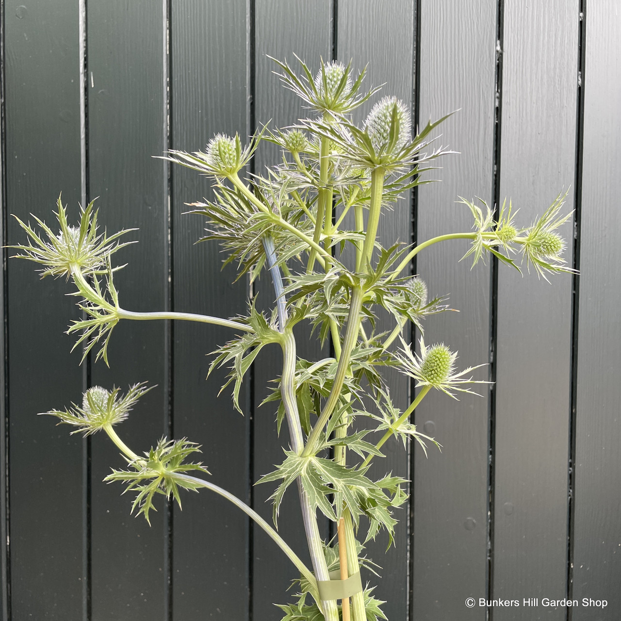 Eryngium 'Zabelii Violetta' 2L Bunkers Hill Plant Nursery