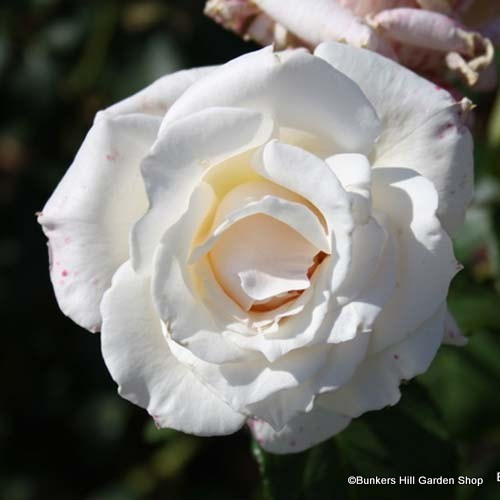 Pascali - Hybrid Tea Rose - Bunkers Hill Plant Nursery
