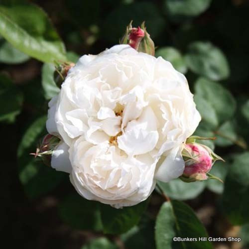 Blanche Moreau Shrub Rose (Potted) Bunkers Hill Plant Nursery