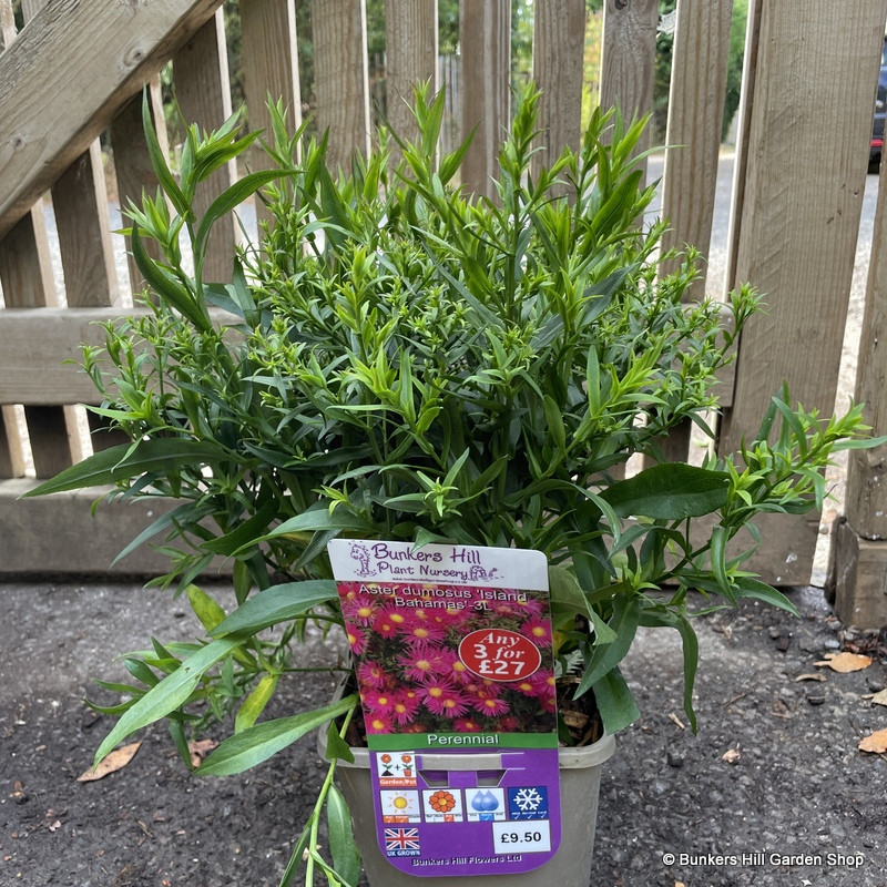 Aster dumosus 'Island Bahamas'3L Bunkers Hill Plant Nursery