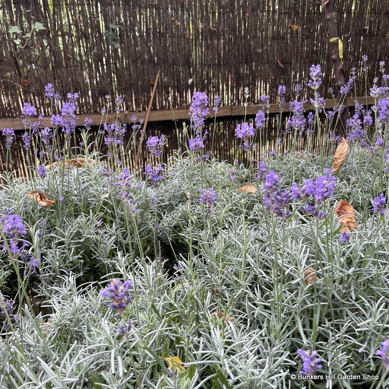 Lavender 'Munstead' 3L Bunkers Hill Plant Nursery