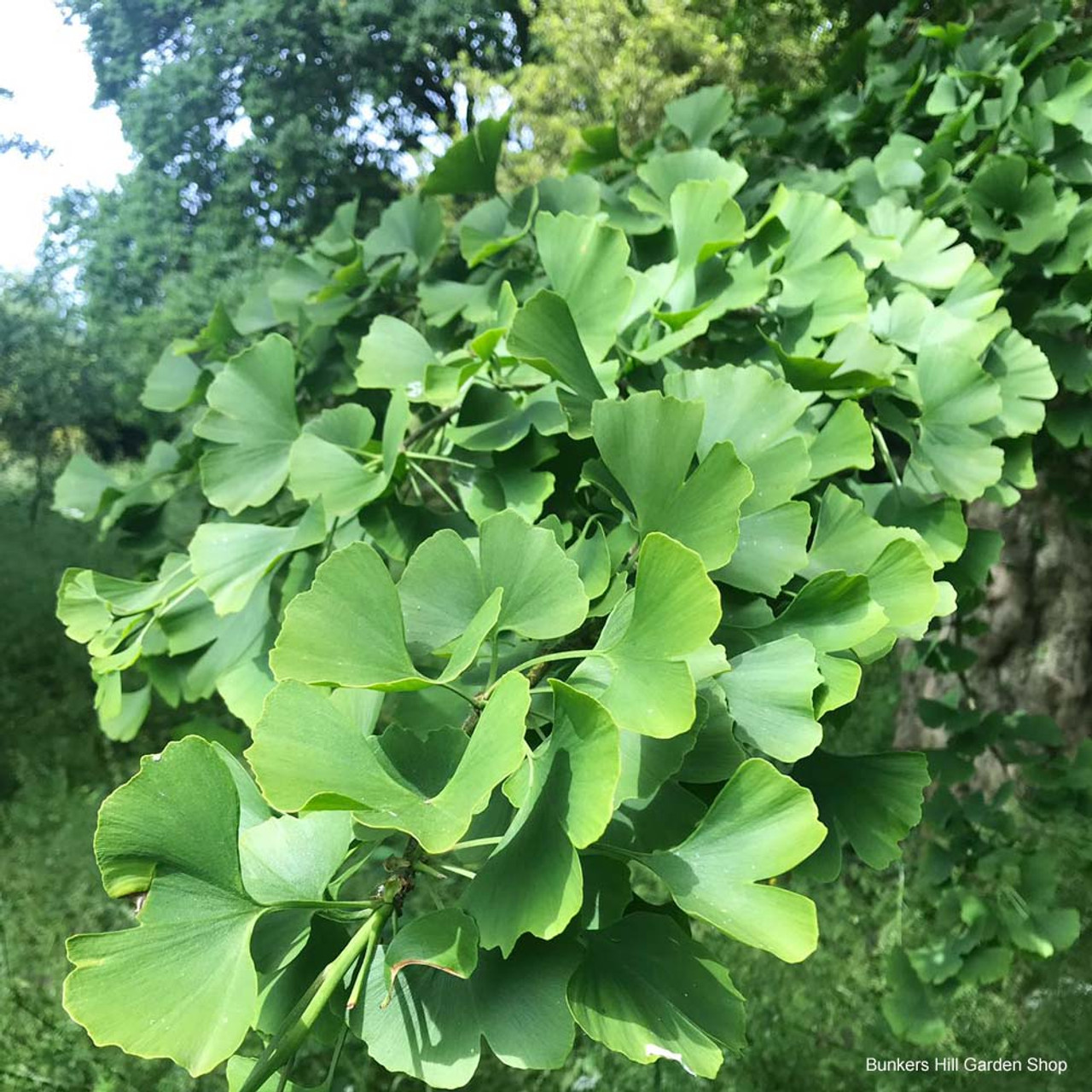 Ginkgo biloba  Maidenhair tree - Van den Berk Nurseries