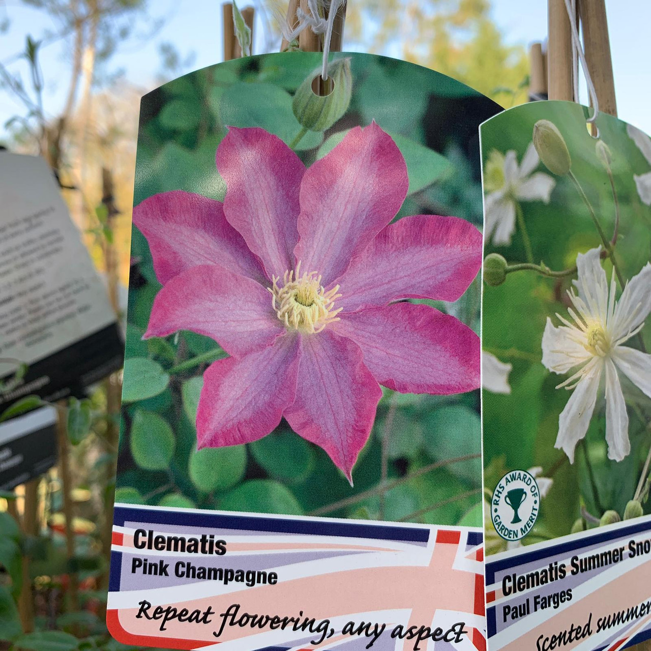 Clematis 'Pink Champagne' Bunkers Hill Plant Nursery