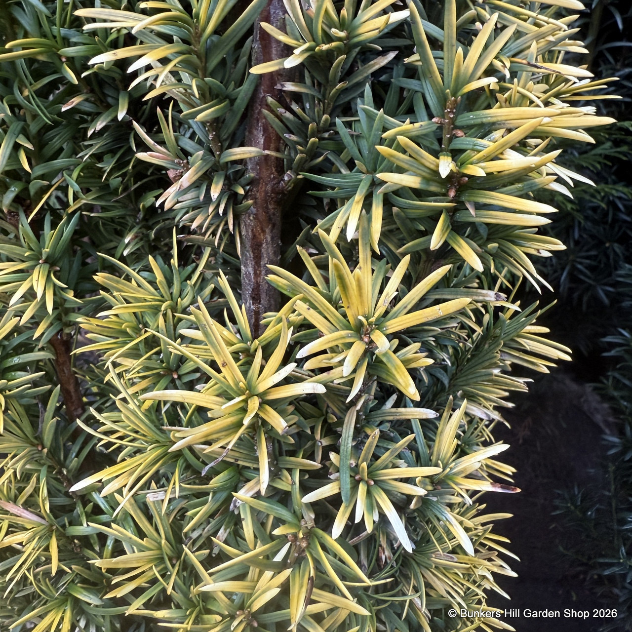 kleinbleibende thuja Thuja occidentalis 'Smaragd' Konifere (Lebensbaum) | 180-200 cm mit  Wurzelballen