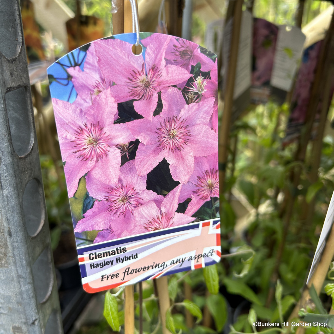 Clematis 'Hagley Hybrid' Bunkers Hill Plant Nursery