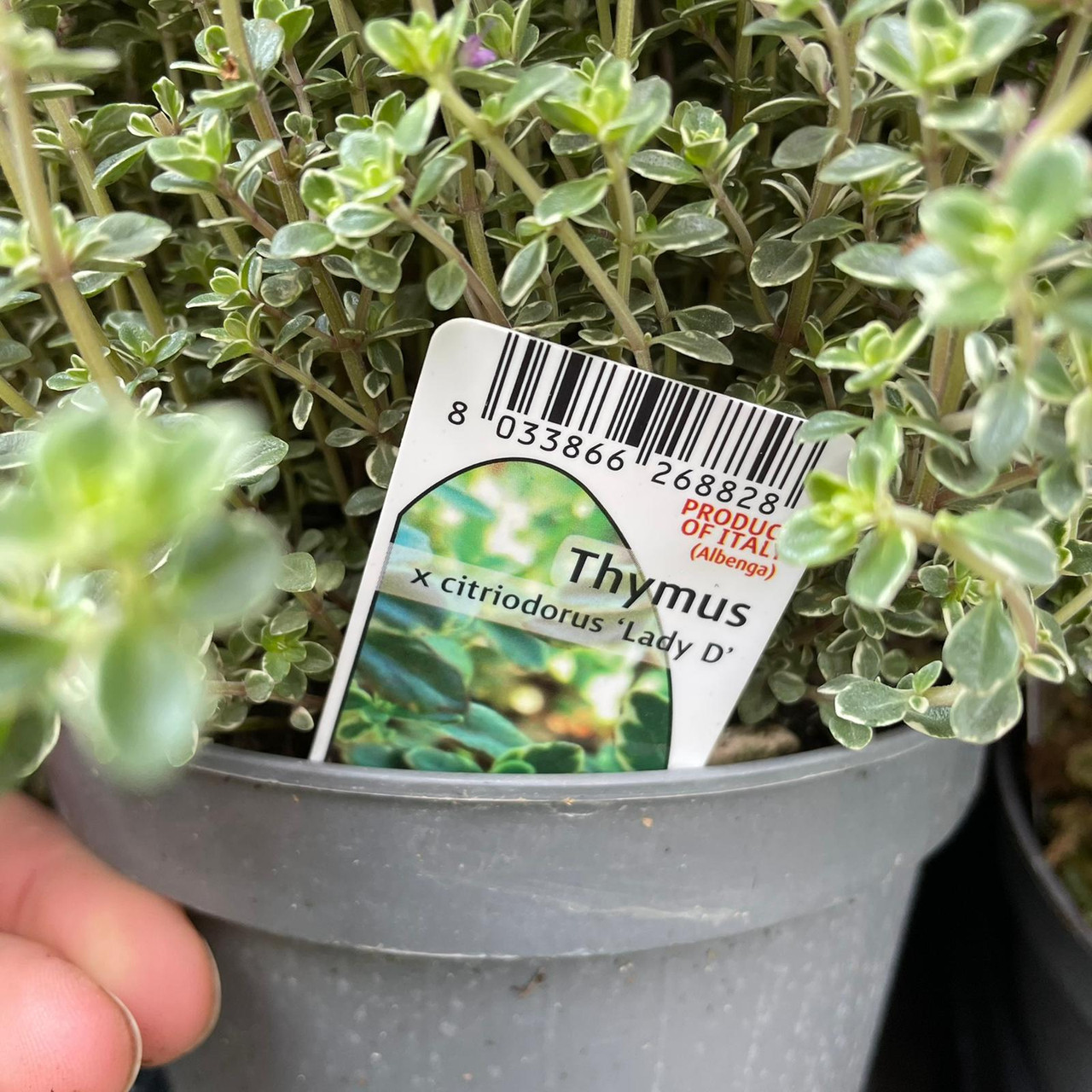 Thyme x cit. 'Lady D' Bunkers Hill Plant Nursery