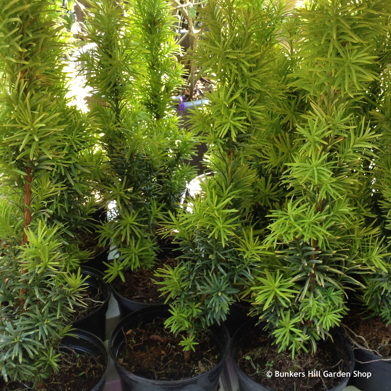Taxus baccata 'Standishii' (Golden Irish Yew) 45cm - Bunkers Hill Plant  Nursery