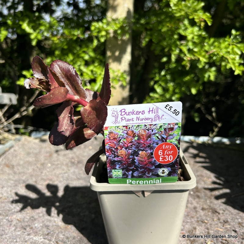Sedum 'Touchdown Teak' 1ltr pot Bunkers Hill Plant Nursery