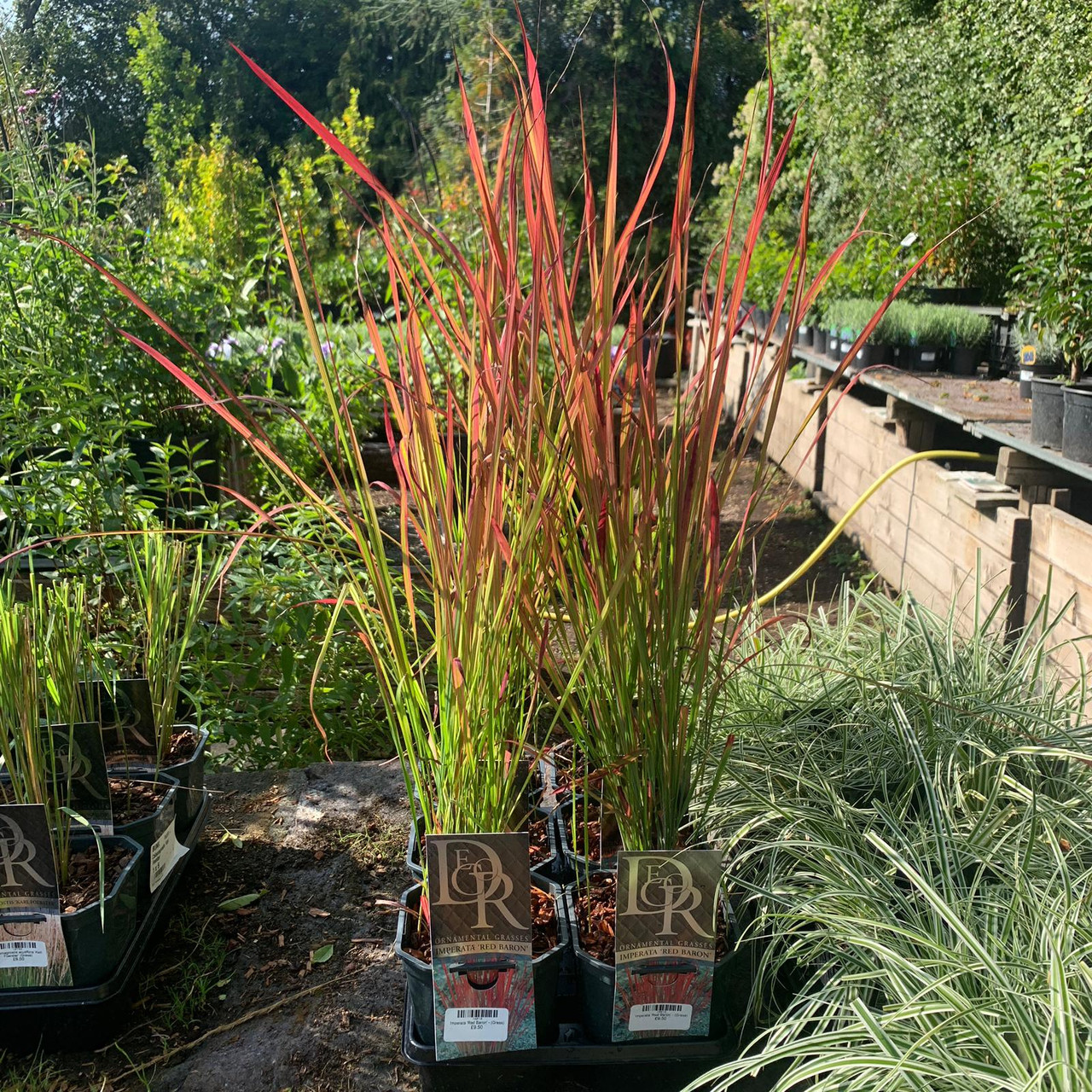 Imperata 'Red Baron' (Grass) Bunkers Hill Plant Nursery