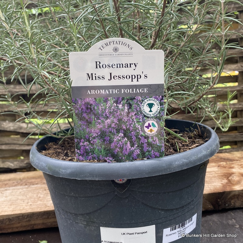 Rosemary 'Miss Jessop's Upright' INSTANT - Bunkers Hill Plant Nursery