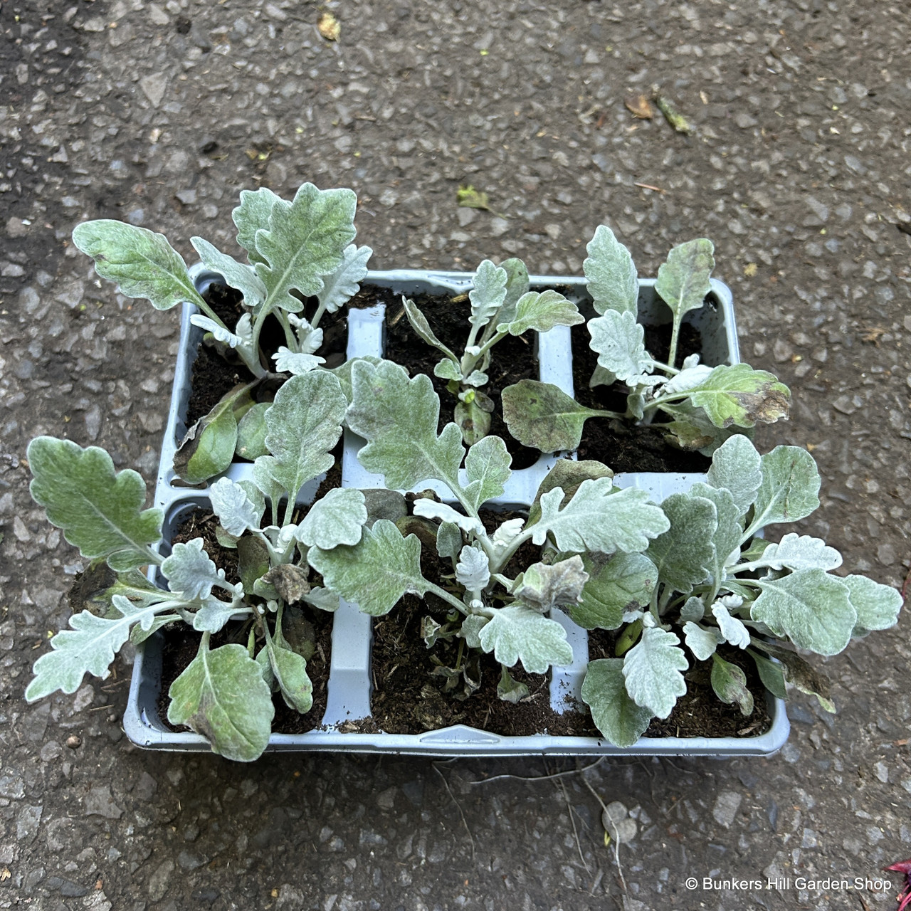 Senecio cineraria 'Silver leaf' 6 pack Bunkers Hill Plant Nursery