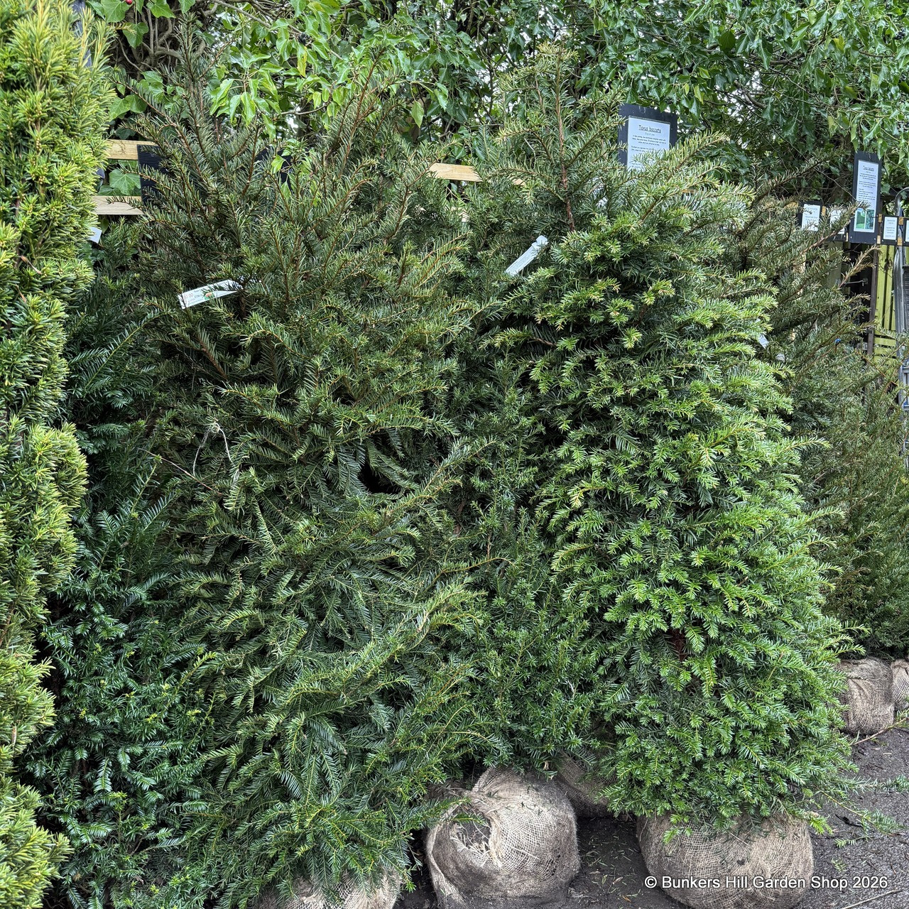 Taxus baccata (Yew) 150-175cm rootball - Bunkers Hill Plant Nursery
