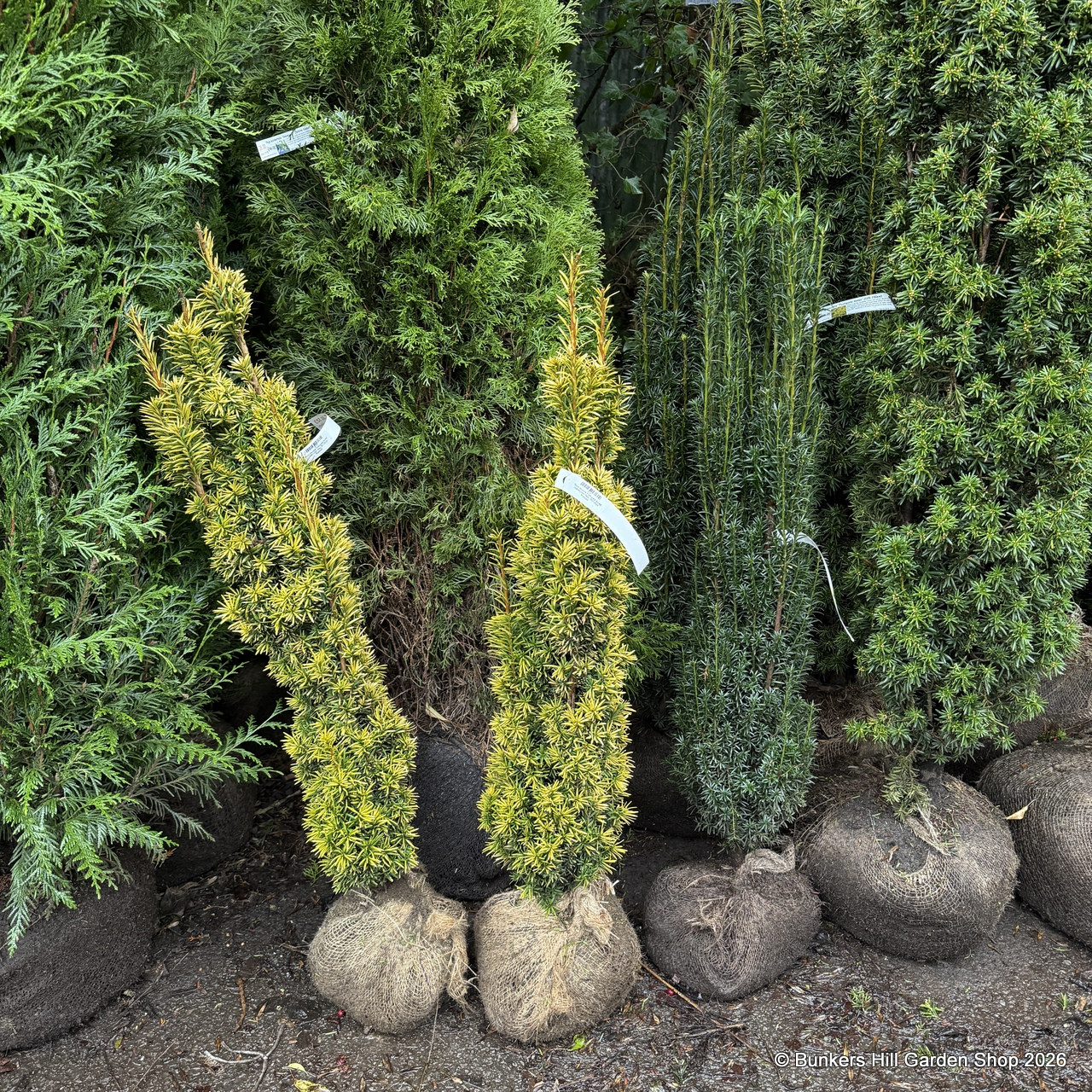 Taxus baccata 'Fastigiata Aurea' (Golden Irish Yew) 80-100cm Rootball -  Bunkers Hill Plant Nursery