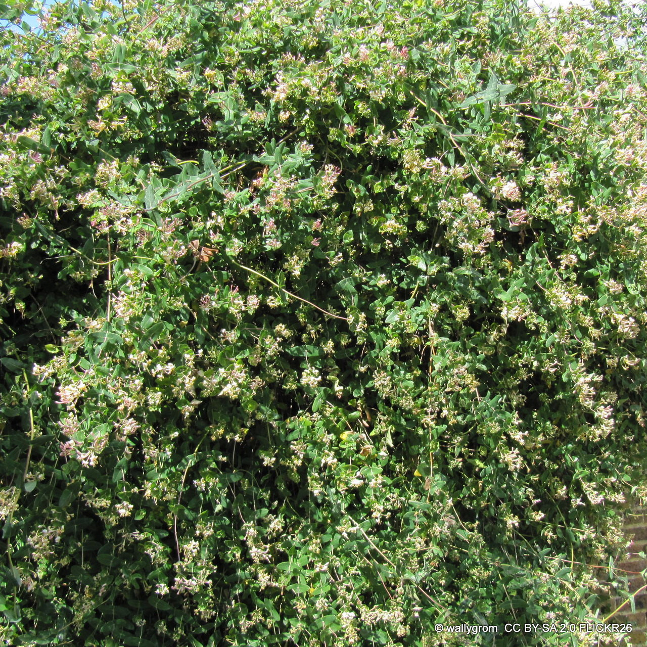 Lonicera 'Silver Beauty' 2L - Bunkers Hill Plant Nursery
