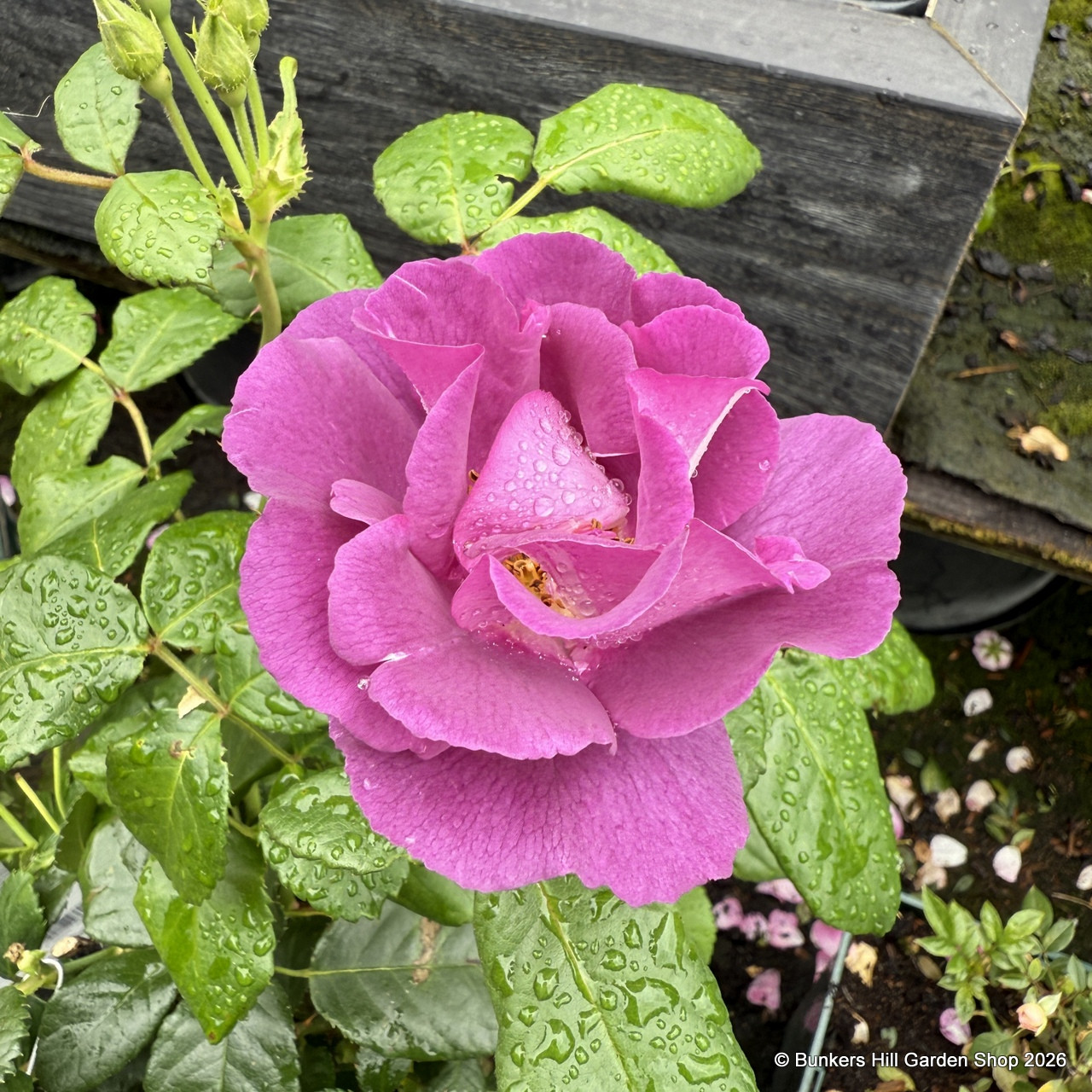 Rhapsody in Blue - Standard Rose - Bunkers Hill Plant Nursery
