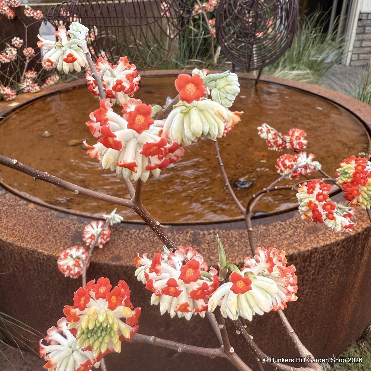 Edgeworthia chrysantha 'Red Dragon' (20L) - Bunkers Hill Plant Nursery