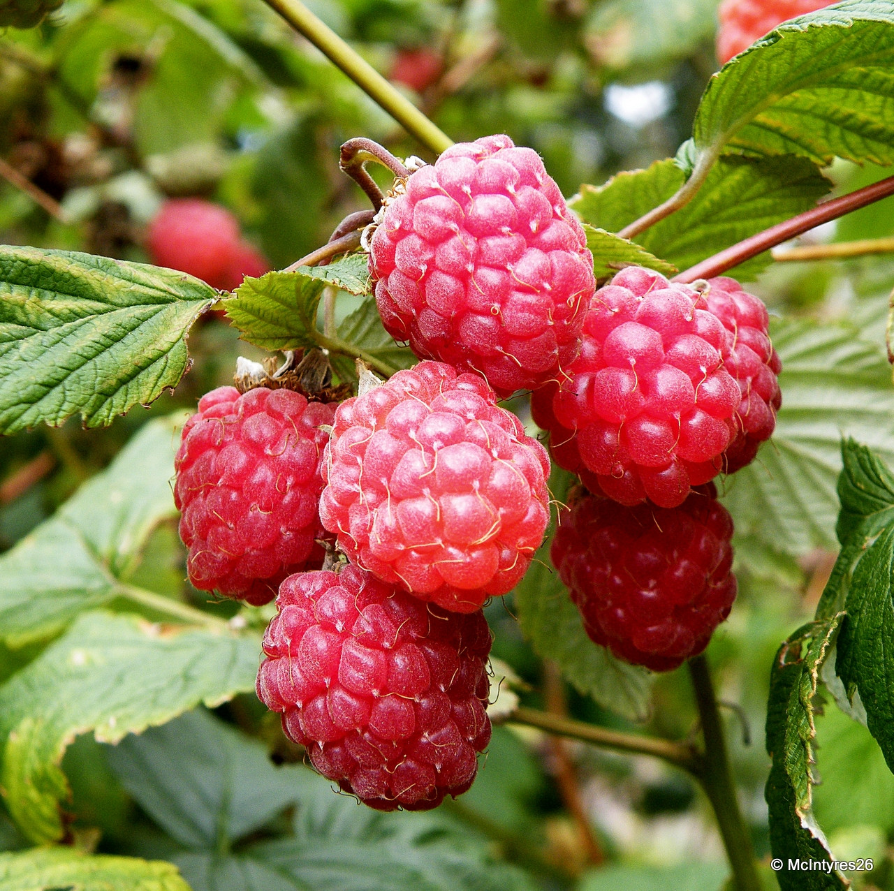 Raspberry 'Glen Ample' - 3 canes - Bunkers Hill Plant Nursery