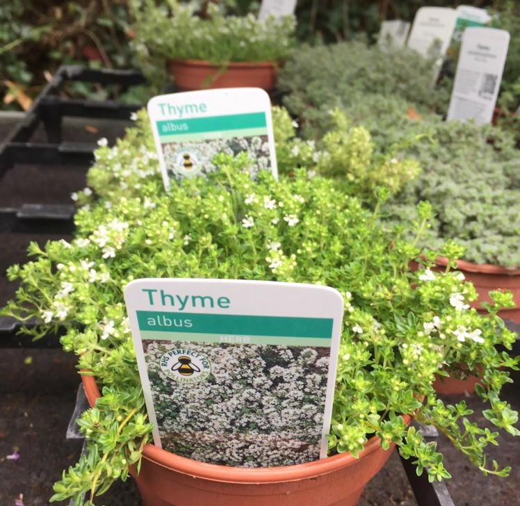 Thyme Creeping White (11cm) Bunkers Hill Plant Nursery