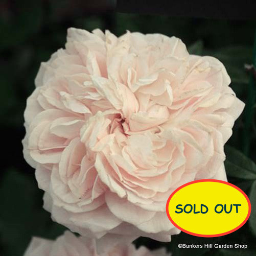 Swany Groundcover Bunkers Hill Plant Nursery