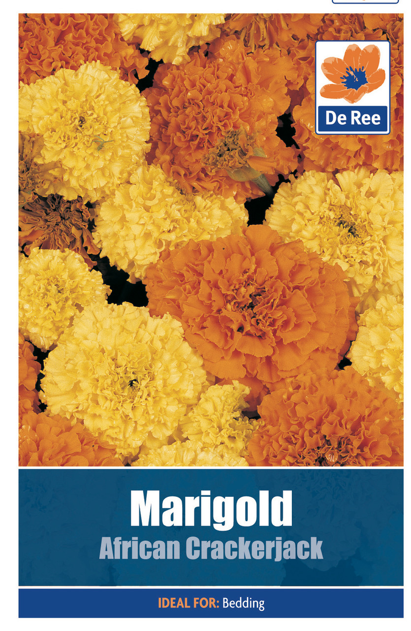 Marigold 'African Crackerjack' Seeds Bunkers Hill Plant Nursery