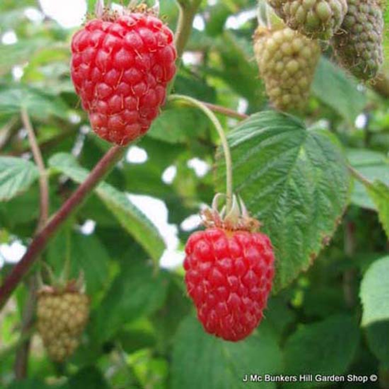 Raspberry 'Joan J' 10 canes Bunkers Hill Plant Nursery