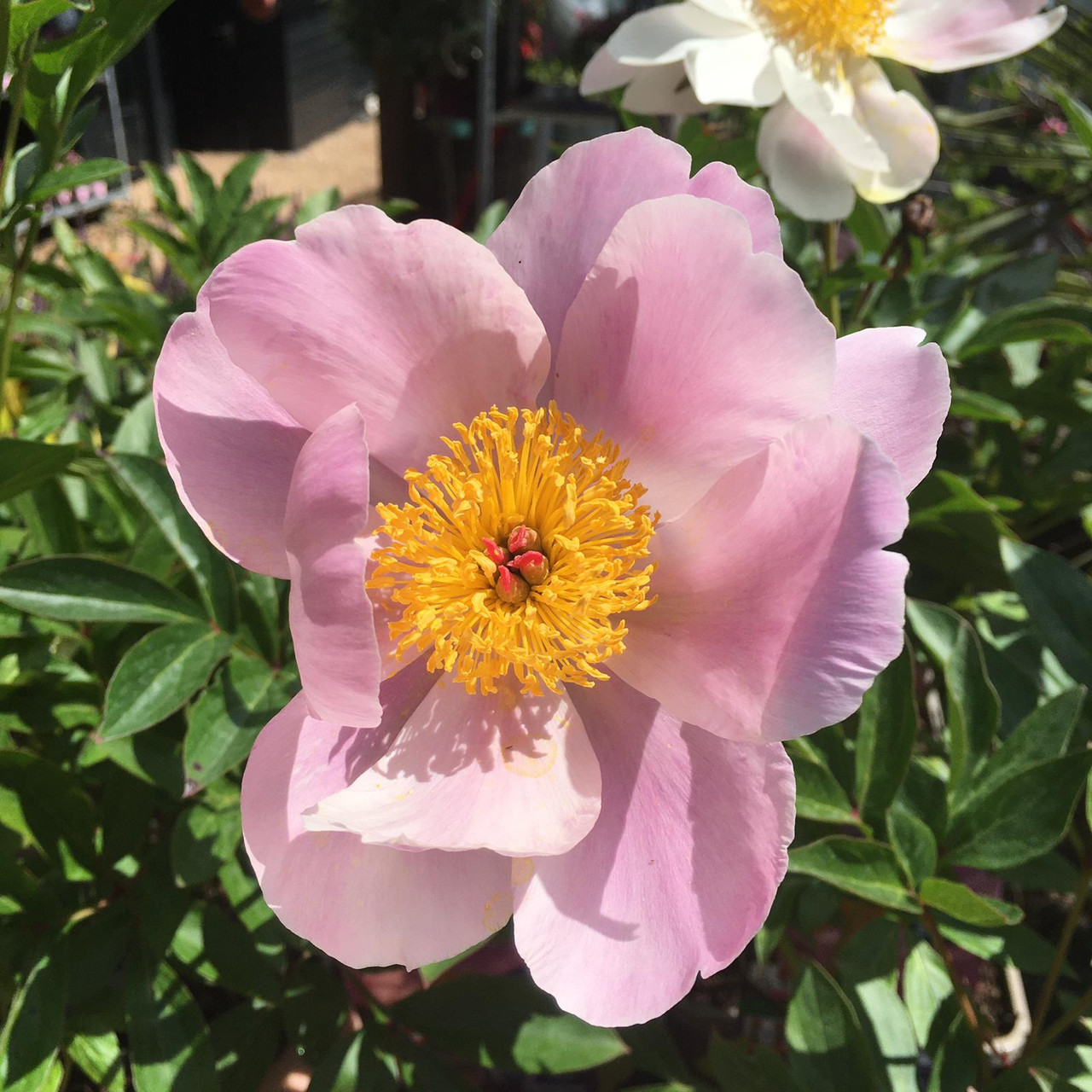 Peony lactiflora 'Nymphe' (Peonia) 3ltr pot - Bunkers Hill Plant Nursery