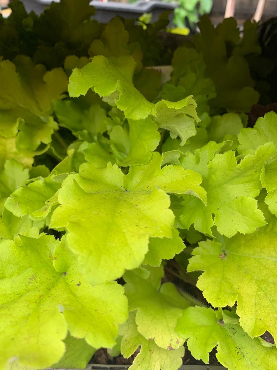 Heuchera Lime Marmalade 3ltr Bunkers Hill Plant Nursery