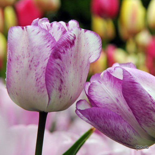 Tulip 'Shirley' PACK of 7 bulbs Bunkers Hill Plant Nursery