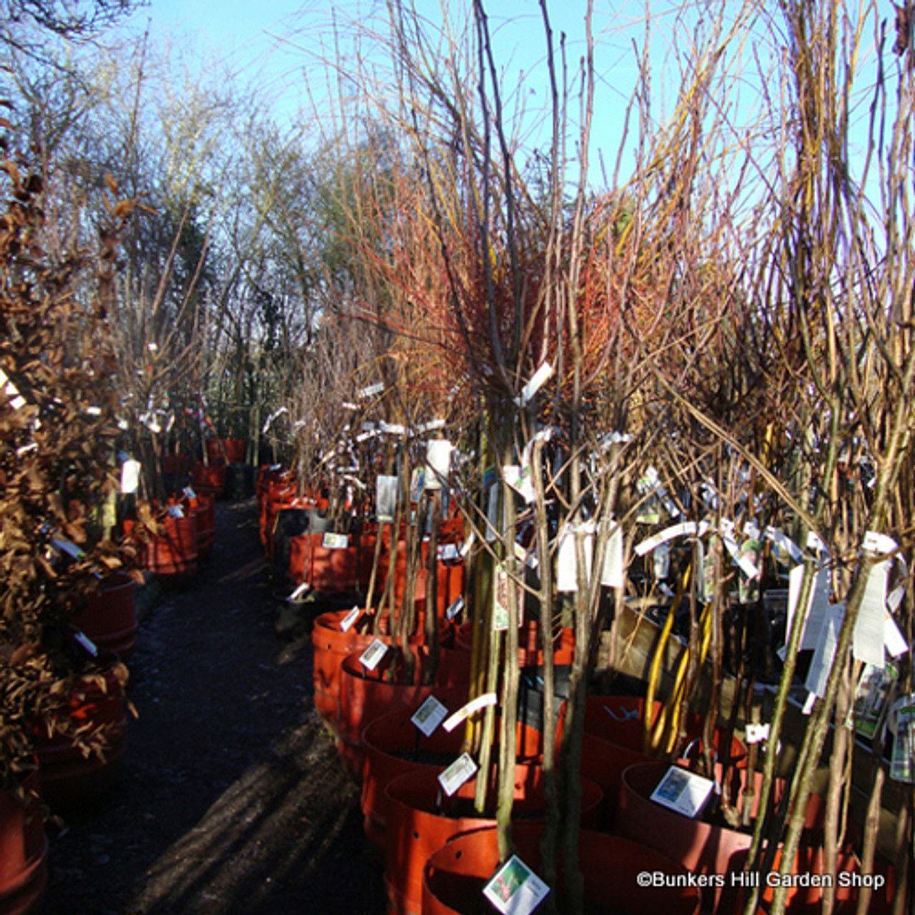 Apple Coxs Self Fertile 2yr Dwarf Tree On M27 Rootstock Bunkers