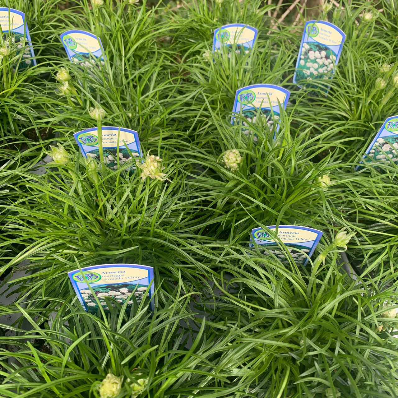 Armeria maritima Armada White Bunkers Hill Plant Nursery