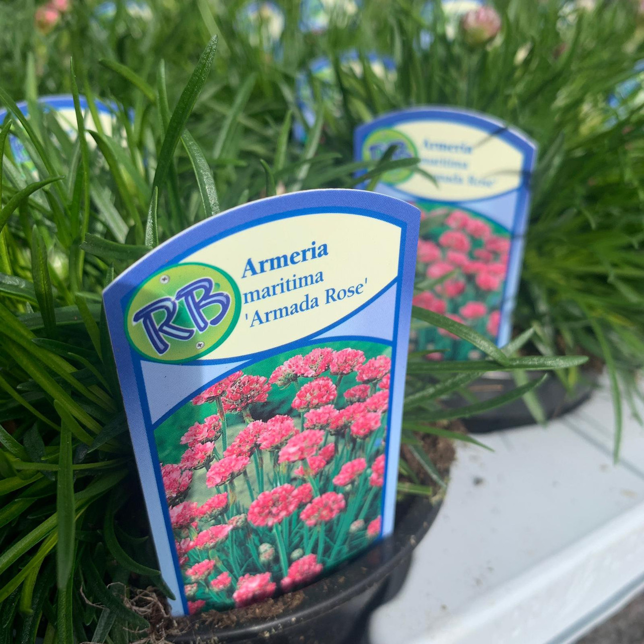 Armeria maritima Armada Rose Bunkers Hill Plant Nursery