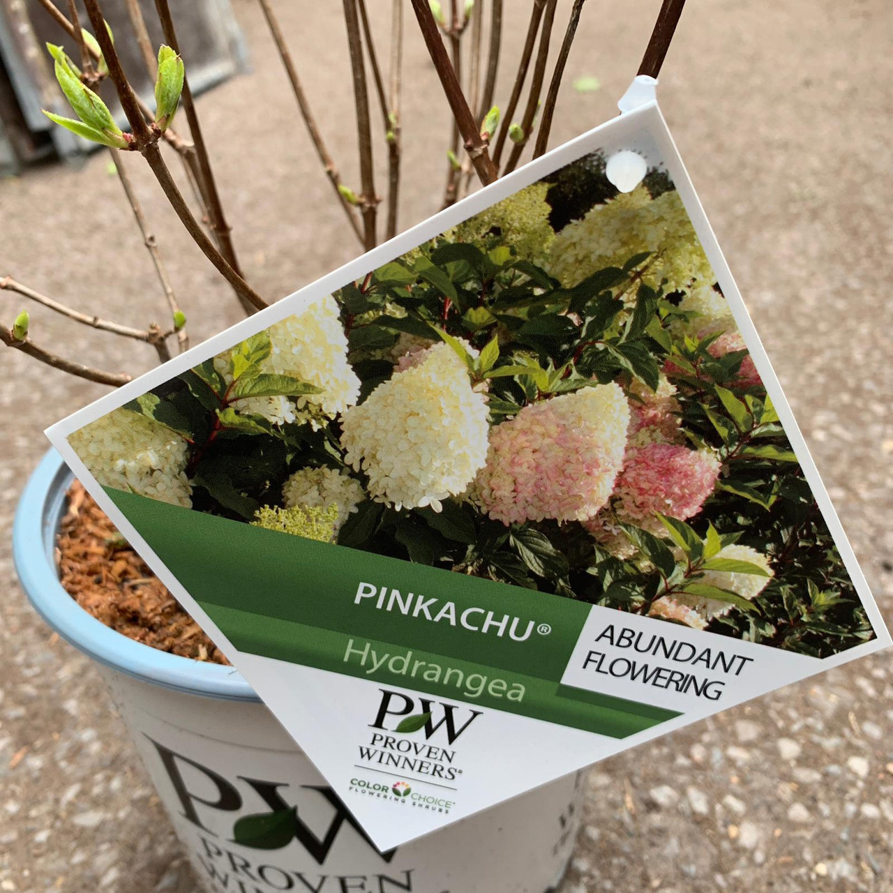 Image of Pinkachu hydrangea leaf